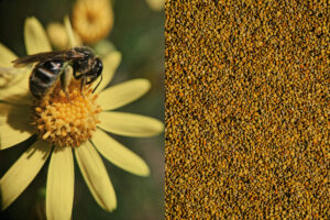 Arı Poleni Ne İşe Yarar?