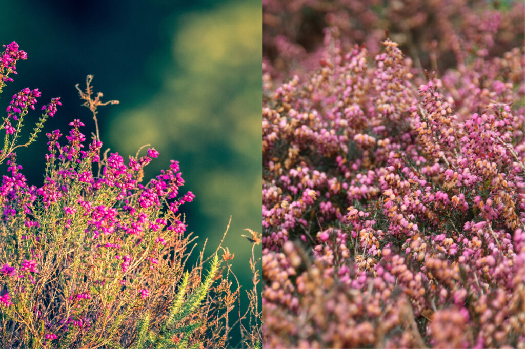 Anavarza Püren Balı Hakkında Bilmeniz Gerekenler