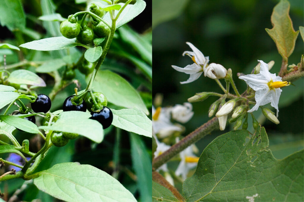 Endemik Bal Çeşitleri