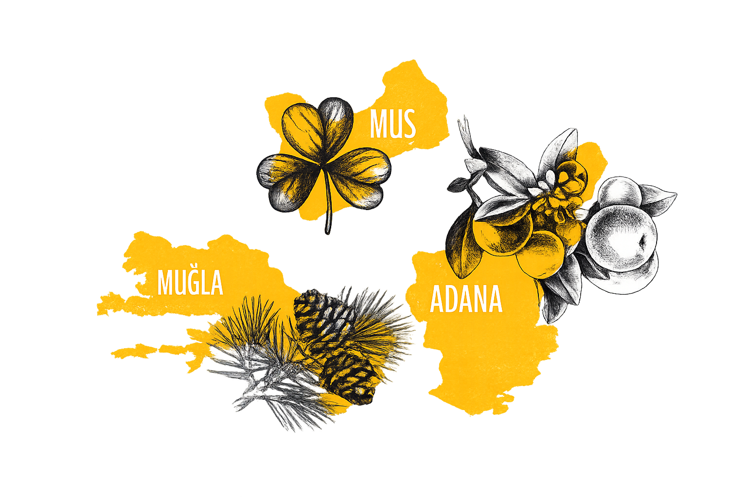 Anadolu haritası, arılar ve çiçekleri temsil eden çizim
