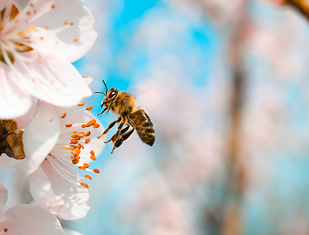 Arılar Nasıl Bal Yapar ?