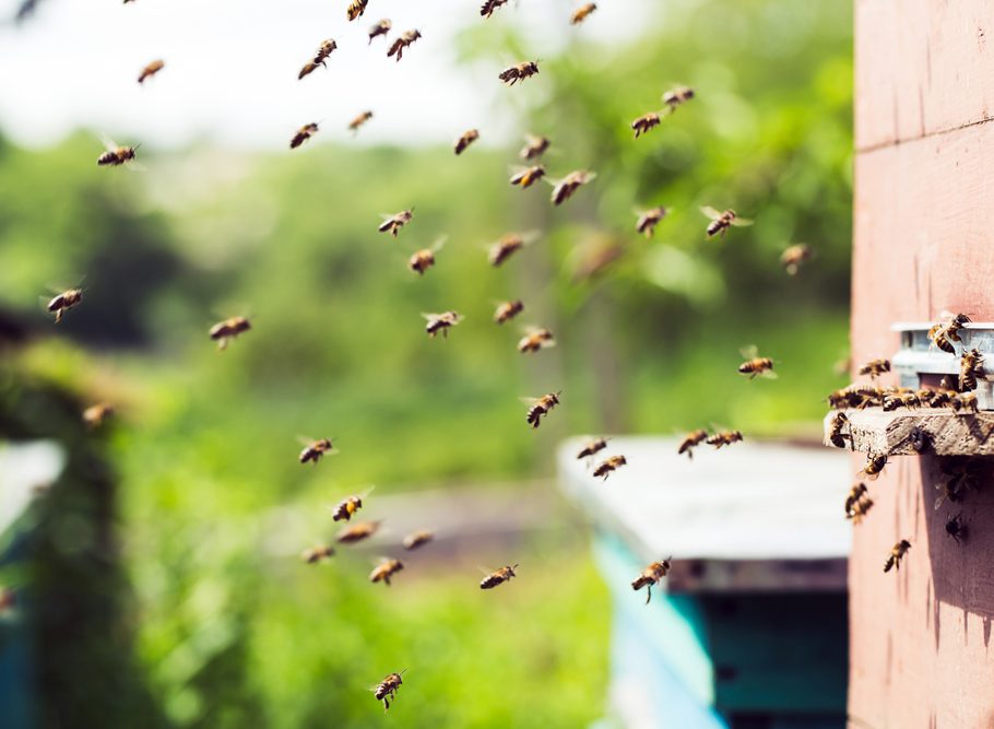 Bal Nasıl Elde Edilir?