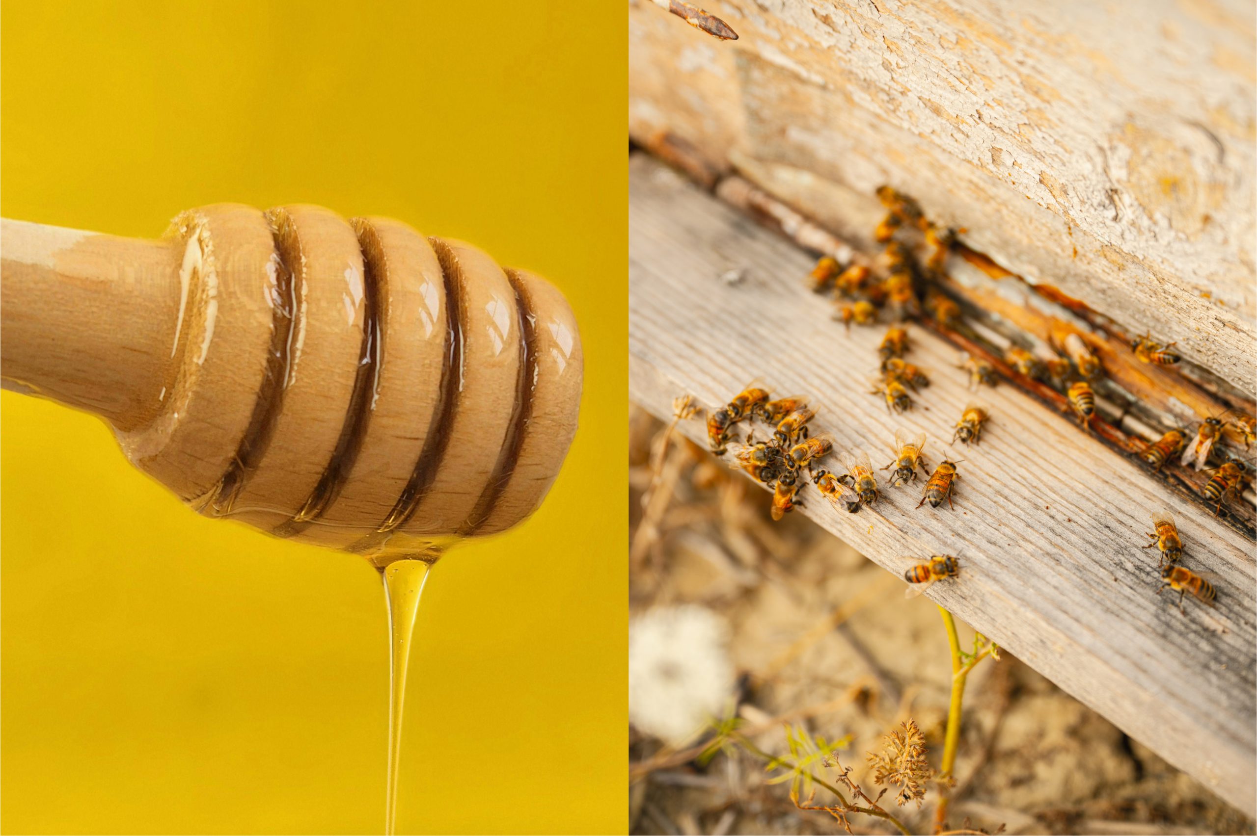 Şekerlenen Bal Nasıl Tüketilir?