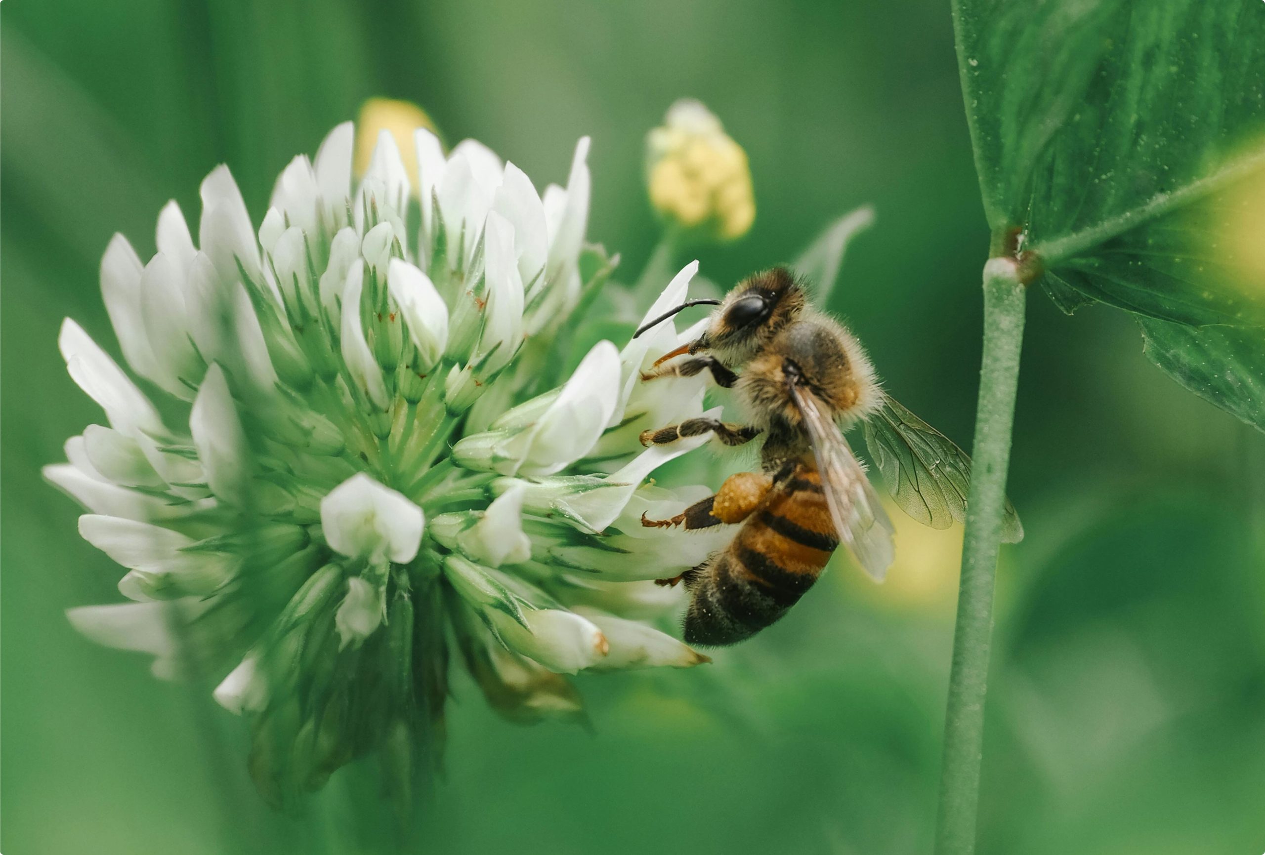 Dünya Arı Günü Nedir ve Ne Zaman Kutlanır? | Anavarza Bal