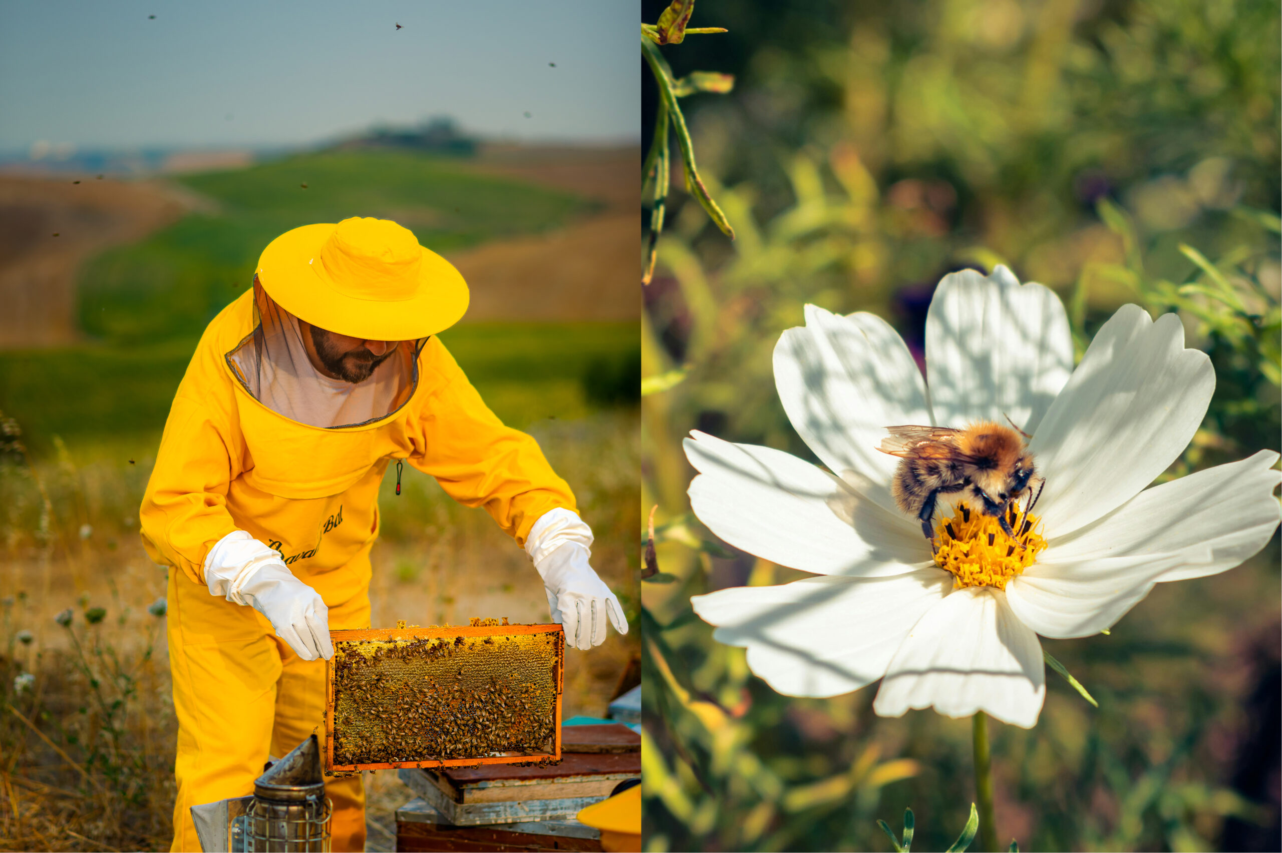 Polen ve Propolis Nedir? Nasıl Tüketilir? Nasıl Hasat Edilir?