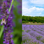 Lavanta Balı Nedir? Tadı Nasıldır?