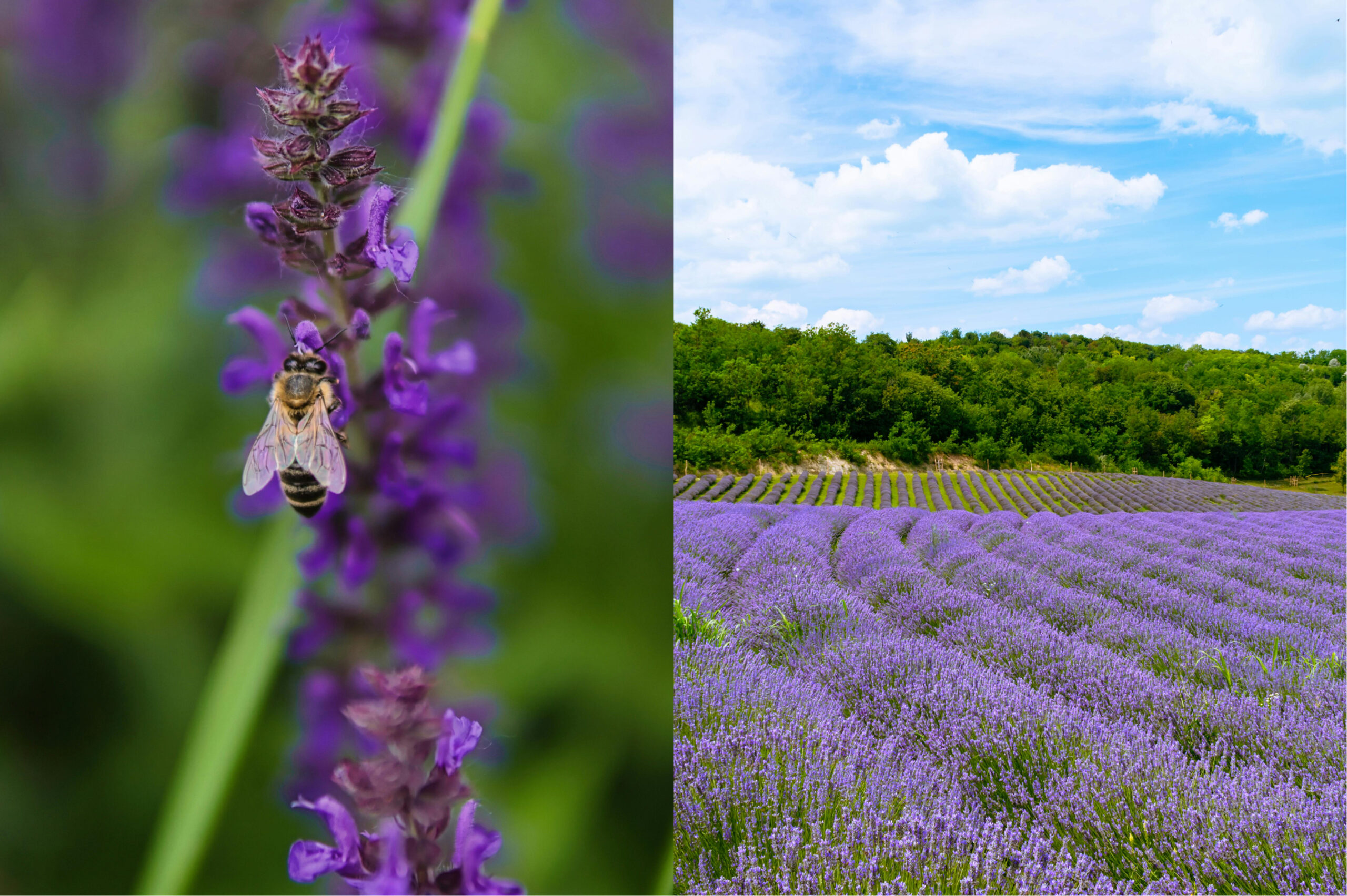 Lavanta Balı Nedir? Tadı Nasıldır?
