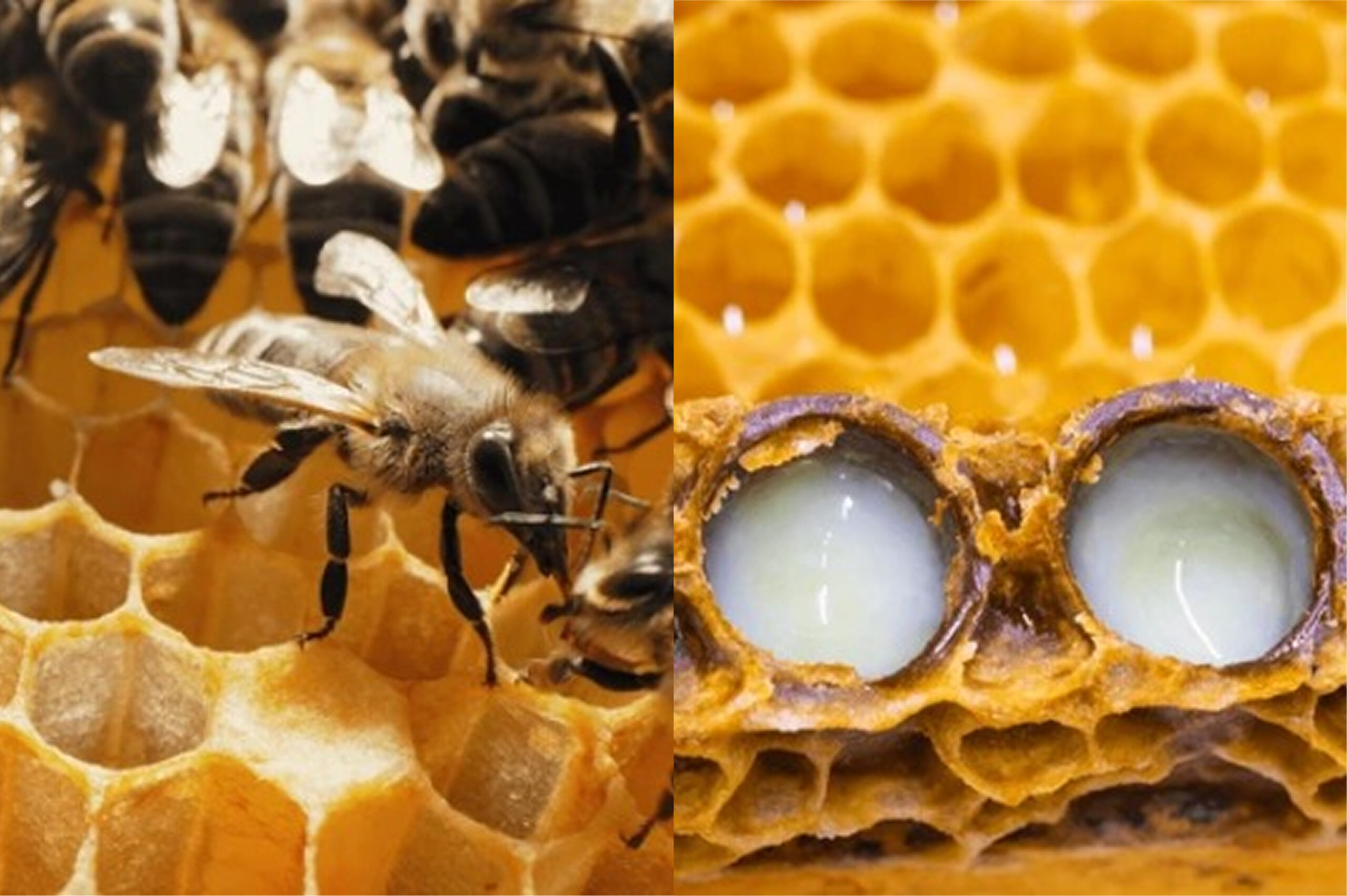 Arı Sütü Nedir? Nasıl Kullanılır?