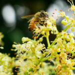 Ihlamur Balı Özellikleri ve Kullanımı