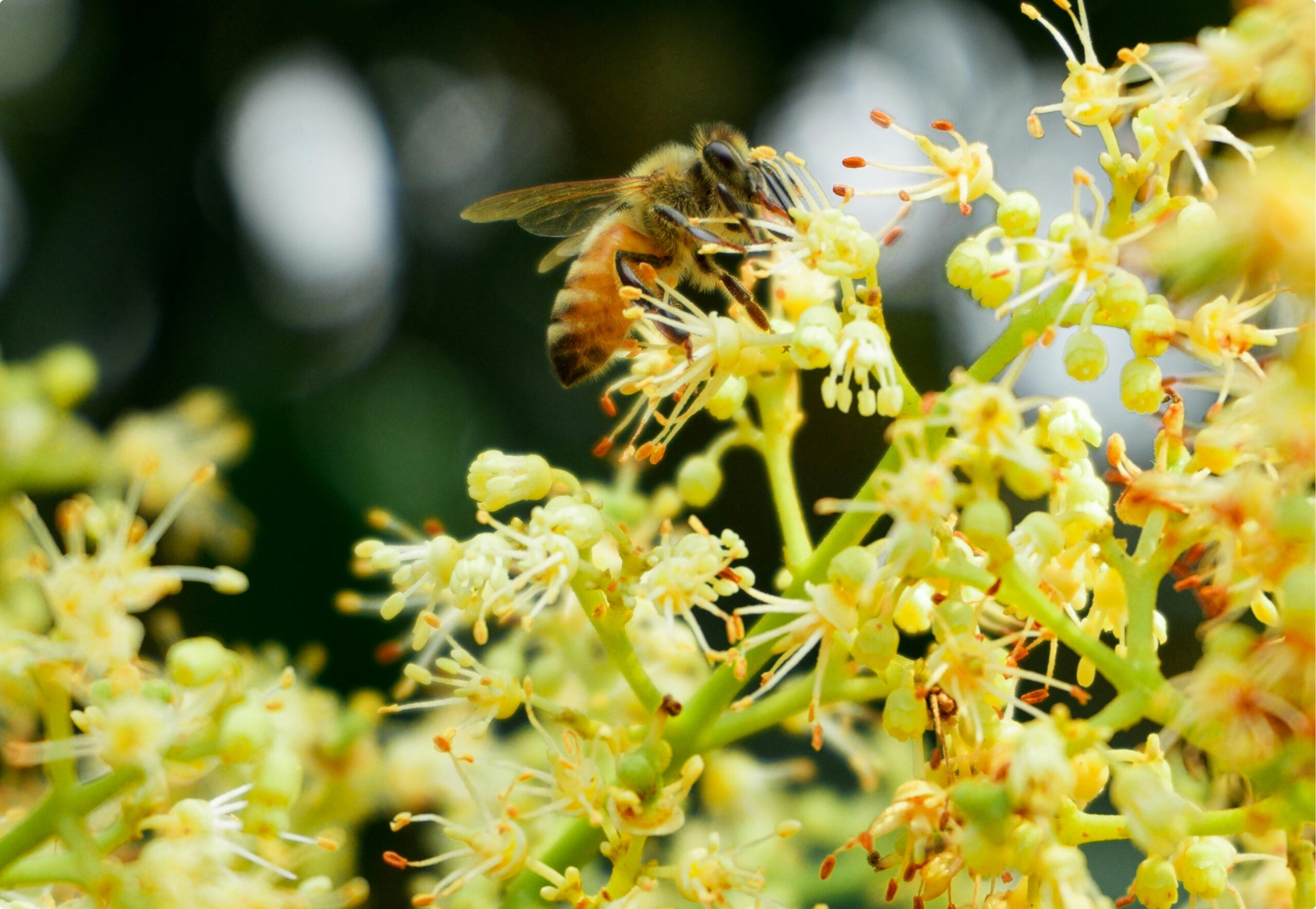 Ihlamur Balı Özellikleri ve Kullanımı