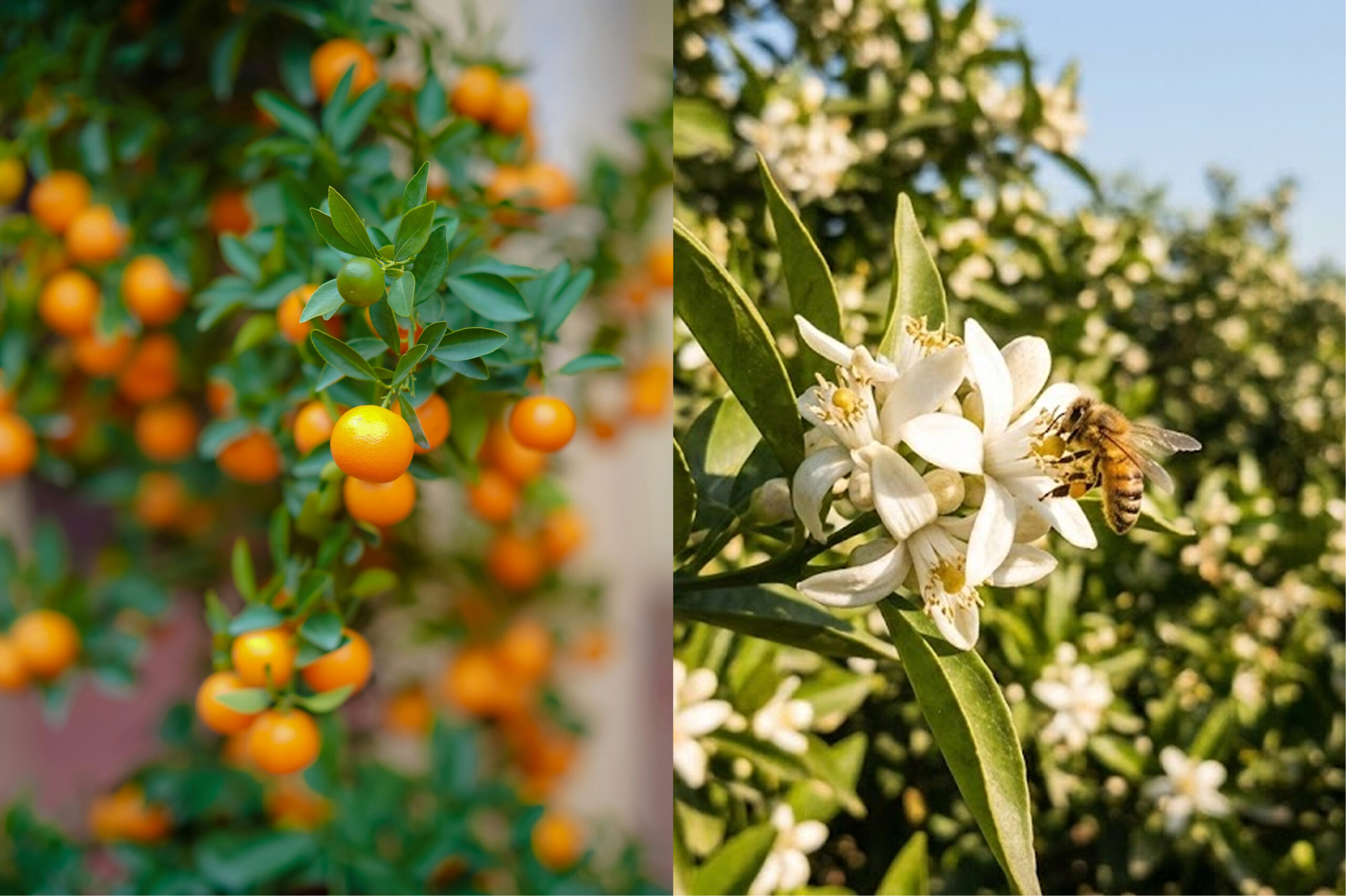 Narenciye Balı Nedir?