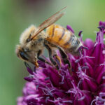 Nektar ve Polen Aynı Mıdır?