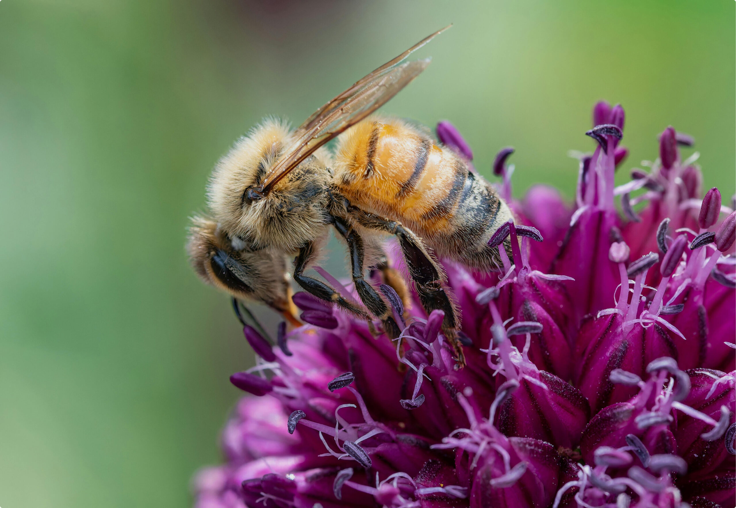 Nektar ve Polen Aynı Mıdır?