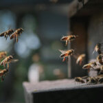 Baharda Kovanda Neler Oluyor?