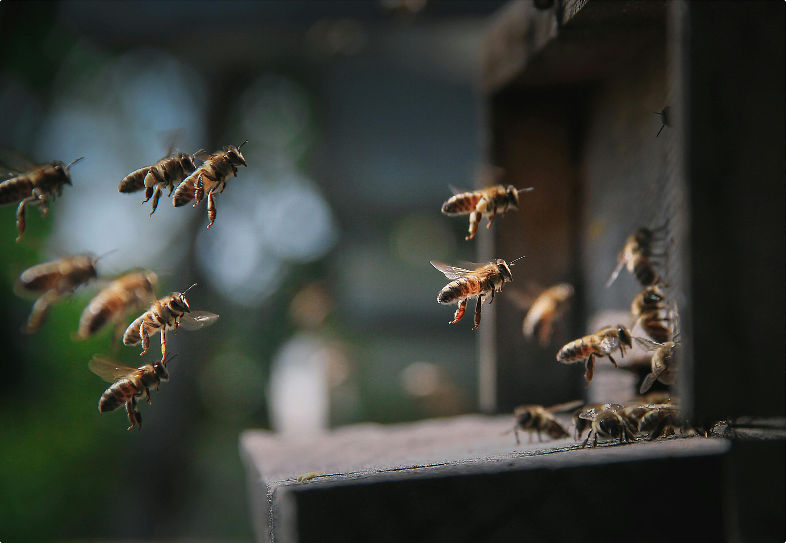 Baharda Kovanda Neler Oluyor?