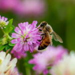 Bal Çeşitleri Nelerdir?