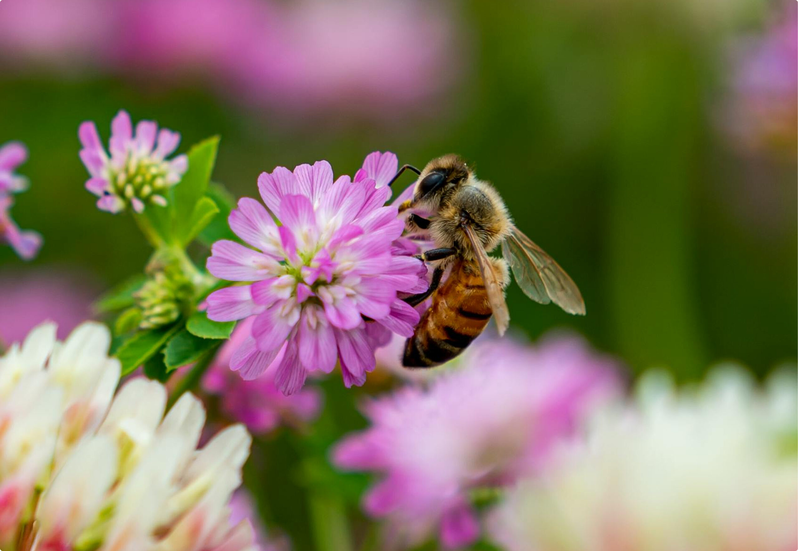 Bal Çeşitleri Nelerdir?