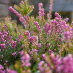 Püren Balı Nedir? Tadı Nasıldır?