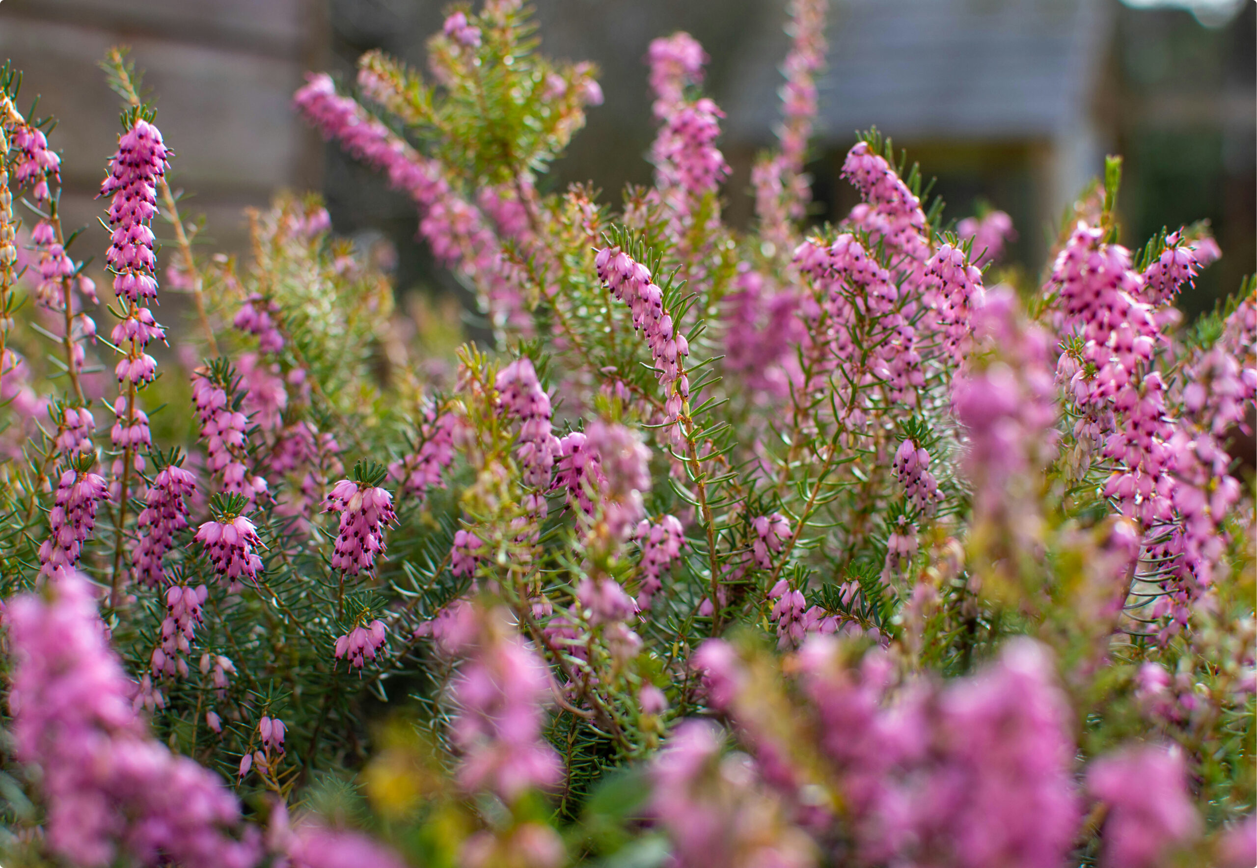 Püren Balı Nedir? Tadı Nasıldır?