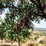 Keçiboynuzu (Harnup) Balı Özellikleri Nelerdir?